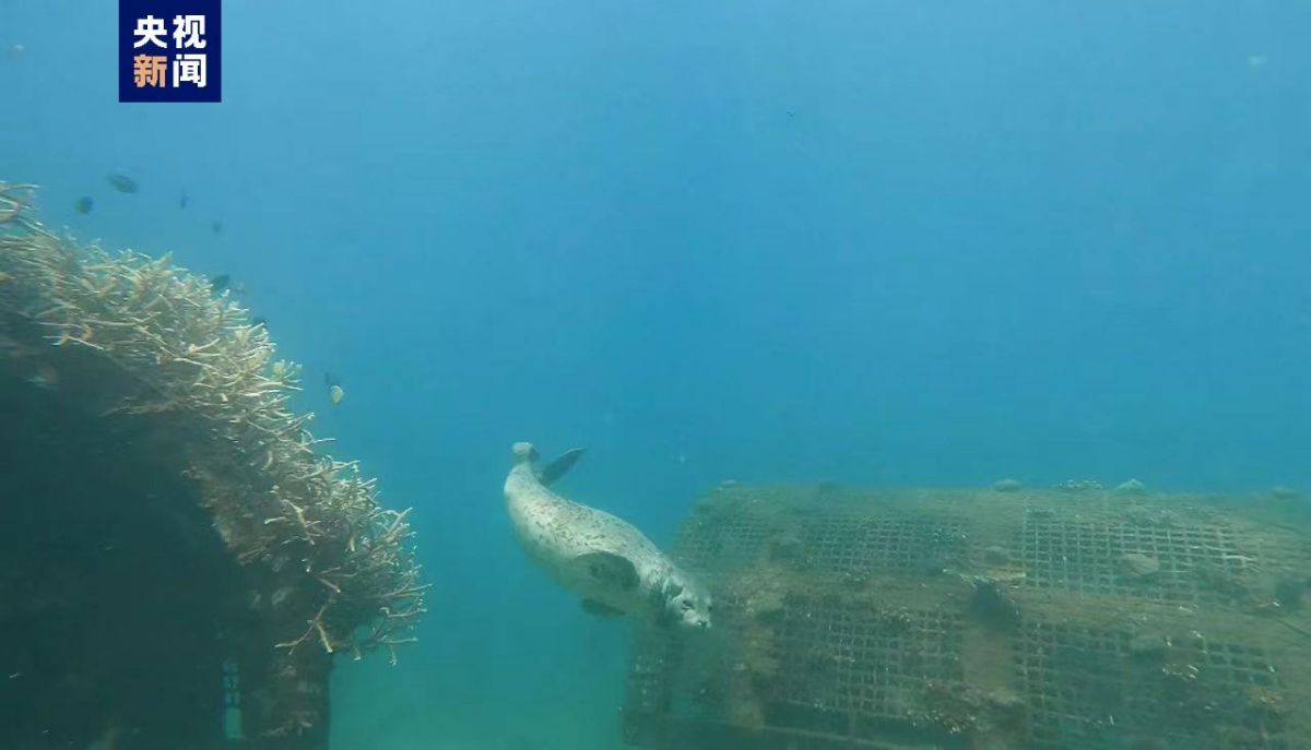 国家一级保护野生动物斑海豹首次现身三亚海域