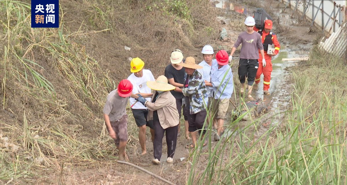 广东茂名“出逃”鳄鱼已捕获62条 继续扩大搜查范围