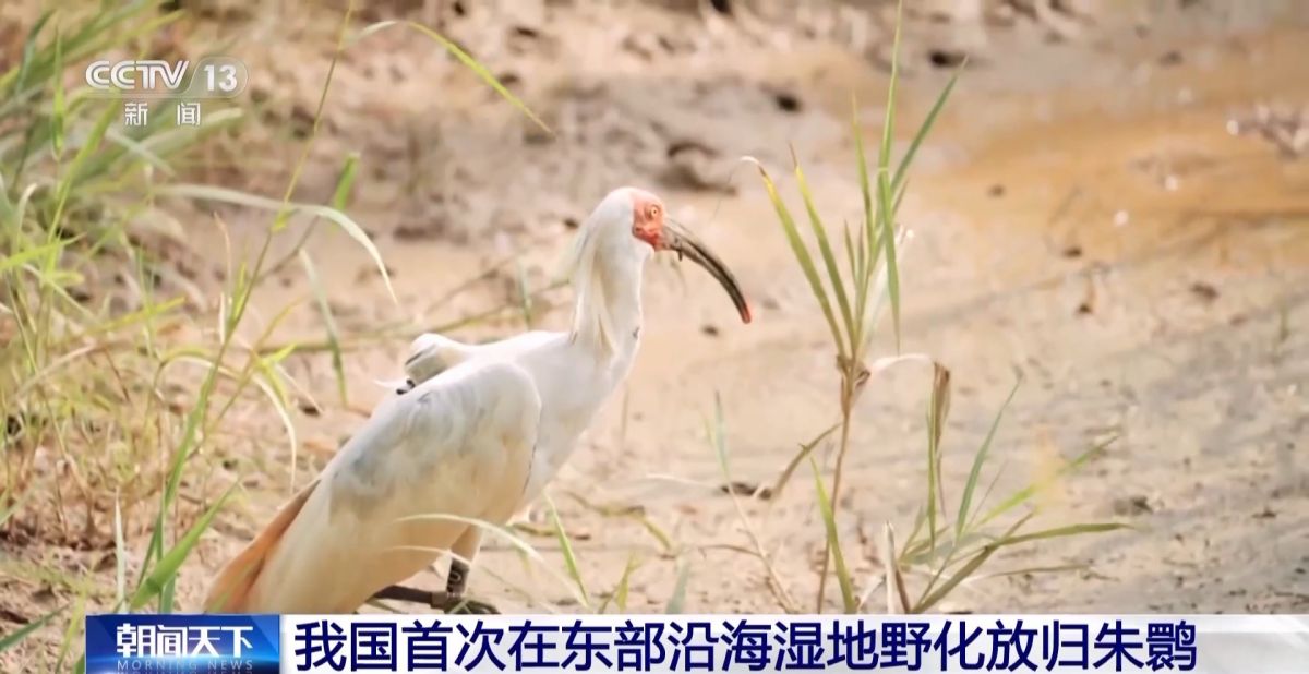 我国首次在东部沿海湿地野化放归朱鹮